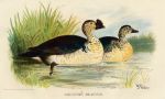 Comb Duck, 1890
