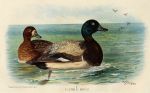 Greater Scaup Duck, 1890