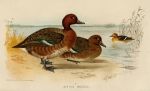 Ferruginous Duck, 1890