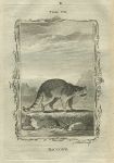 Raccoon, after Buffon, 1785