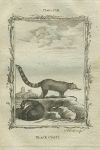 Black Coati, after Buffon, 1785