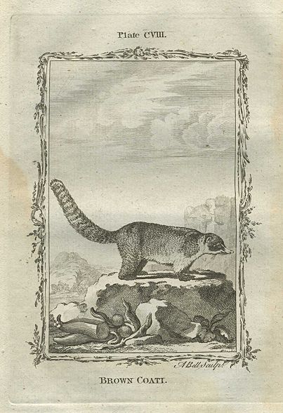 Brown Coati, after Buffon, 1785