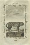 Tiger, after Buffon, 1785