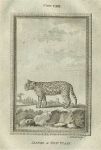 Jaguar of New Spain, after Buffon, 1785