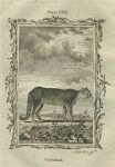 Cougar, after Buffon, 1785