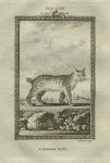 Canadian Lynx, after Buffon, 1785