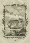 Lynx, after Buffon, 1785