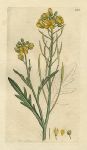 Wall Rocket (Sisymbrium tenuifolium), Sowerby, 1798