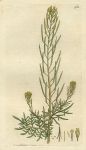 Flix-weed (Sisymbrium Sophia), Sowerby, 1801