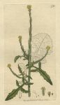 Common Hedge-mustard (Erysimum officinale), Sowerby, 1800
