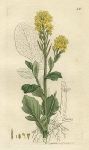 Yellow Rocket (Erysimum Barbarea), Sowerby, 1798