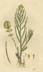 Early Winter Cress (Erysimum praecox), Sowerby, 1803