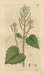 Garlick Hedge-mustard (Erysimum Alliaria), Sowerby, 1800