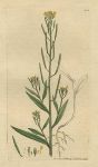 Treacle Hedge-mustard (Erysimum cheiranthoides), Sowerby, 1801