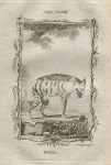 Hyena, after Buffon, 1785