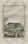 Zibet (civet), after Buffon, 1785