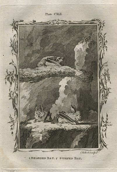 Bearded Bat & Striped Bat, after Buffon, 1785