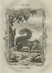 Grey Squirrel, after Buffon, 1785