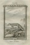 Middle Anteater, after Buffon, 1785