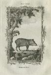 Mexican Hog, after Buffon, 1785