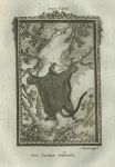 Great Flying Squirrel, after Buffon, 1785