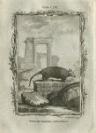 Twelve-Banded Armadillo, after Buffon, 1785
