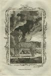 Female Panther, after Buffon, 1785