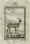 Guib (antelope), after Buffon, 1785