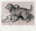 The Three Dogs, after Landseer, 1876