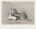 Safe! (setter & terrier) after Landseer, 1876