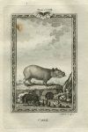 Cabiai (capybara), after Buffon, 1785