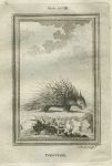 Porcupine, after Buffon, 1785