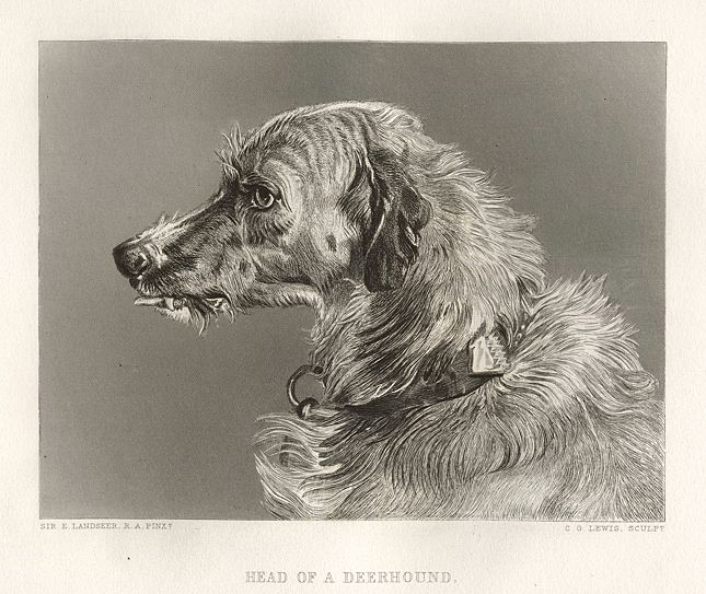 Head of a Deerhound, after Landseer, 1878