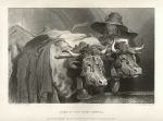 Oxen at the Tank (Geneva), after Landseer, 1878