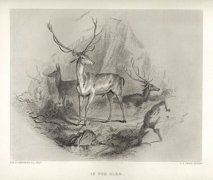 In the Glen, (stags), after Landseer, 1878