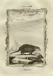Suricate (meercat), after Buffon, 1785
