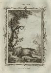 Two-Toed Sloth, after Buffon, 1785
