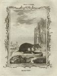Hamster, after Buffon, 1785