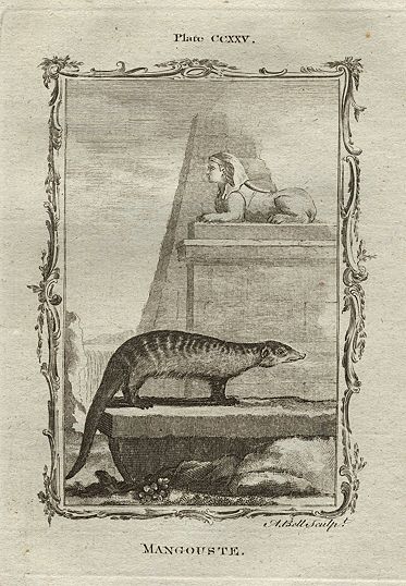 Mangouste (mongoose), after Buffon, 1785