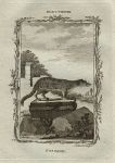 Fossane (fossa of Madagascar), after Buffon, 1785