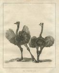 Ostrich, 1800