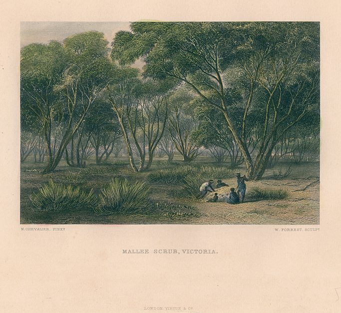 Australia, Mallee Scrub, Victoria, 1873