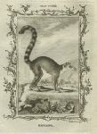 Maucauco (lemur), after Buffon, 1785