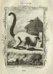 Vari (lemur), after Buffon, 1785