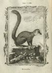 Mongoose, after Buffon, 1785