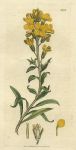 Wild Wallflower (Cheiranthus fruticulosus), Sowerby, 1808