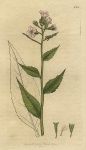 Scentless Dame's-violet (Hesperis inodora), Sowerby, 1800