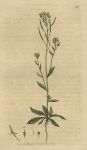 Common Wall-cress (Arabis thaliana), Sowerby, 1801