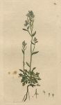 Alpine Ladies-smock (Cardamine hastulata), Sowerby, 1798