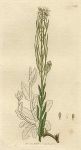 Hairy Tower-Mustard (Turritis hirsuta), Sowerby, 1799